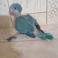 راهب ابی سالم س