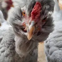 تخم مرغ نطفه دار گلین