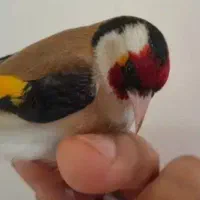 سهره باغی|پرنده|کوهدشت, |دیوار