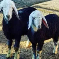 عرضه گوسفند ارگانیک با پلاک سلامت|حیوانات مزرعه|تهران, فلسطین (میدان انقلاب)|دیوار