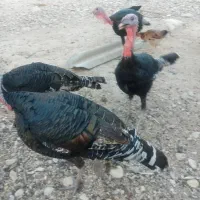 سه بوقلمون نر و سه بوقلمون ماده(گوشتی)|حیوانات مزرعه|شنبه و طسوج, |دیوار