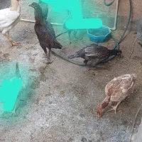 مرغ و خروس لاری