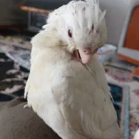 جوجه عروس هلندی آلبینو چشم شرابی|پرنده|قدس, شهر‌قدس|دیوار