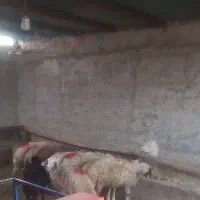 گوسفندزنده