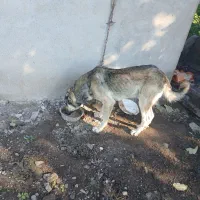 سگ سرابی اصیل