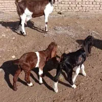 یه بز پا کستانی اصلا