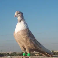 کبوتر|پرنده|کارون, |دیوار