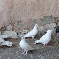 کبوتر سفید