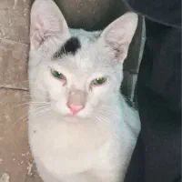 واگذاری گربه