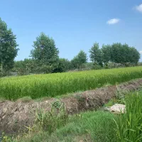 زمین-شالیزار-روستای-طش-پشت-فرودگاه