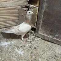 هفرنگ گم شده