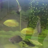 ماهی آکواریومی اسکار 65|ماهی|قائم‌شهر, |دیوار