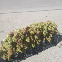 ریواس درجه۱