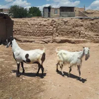 ۲عددبز|حیوانات مزرعه|شیروان (خراسان), |دیوار