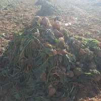 چغندر فروشی