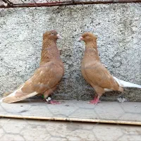 ۲۶عدد دم سفید کاکولی|پرنده|تربتحیدریه, کاشانی|دیوار