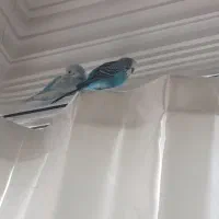 جفت مرغ عشق