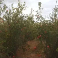 باغ-انار