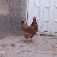 ۳۰۰ هزار تومان|حیوانات مزرعه|سبزوار, ابارش|دیوار