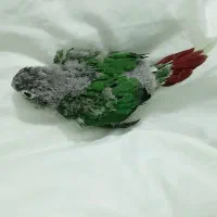 جوجه گرنچیک یک ماه|پرنده|کرج, مهرویلا شمالی|دیوار