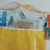 یه جفت طوطی برزیلی|پرنده|خمینیشهر, |دیوار