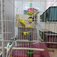 ۵ جفت مرغ عشق مولد روی تخم تضمینی|پرنده|سیرجان, |دیوار