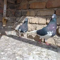 جفت یال و چپ|پرنده|مرودشت, ابوذر شمالی‎|دیوار