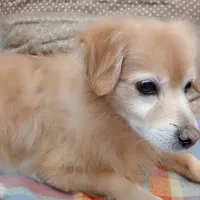 این سگ به نام پاما فروشی|سگ|آبادان, |دیوار