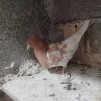 کبوتر تهرونی