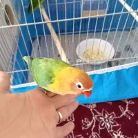 کوتوله برزیلی