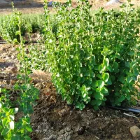 نشااویشن شیرازی و باغی وکمپوست قارچ دکمه ای بذرزده