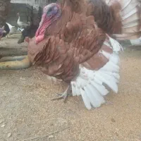 بوقلمون نر