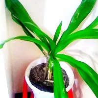 گل اشک ملکه|گل و گیاه طبیعی|شاهین‌شهر, خانه کارگر|دیوار