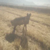 قوچ ۴رون|حیوانات مزرعه|خانمیرزا, |دیوار