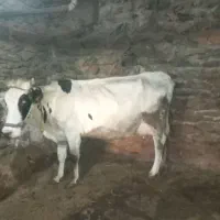 گاو جوان شیری با گوساله ماده