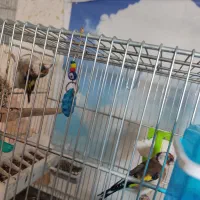 سهره|پرنده|قزوین, |دیوار