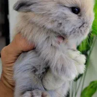 خرگوش ، گربه