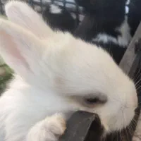 بچه خرگوش ناز خوشگل