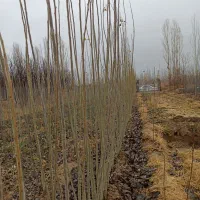 صنوبر و کبوده|خدمات باغبانی و درختکاری|میاندوآب, |دیوار