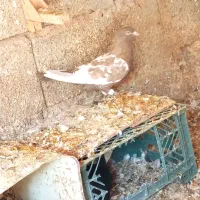 کفتر اتیغه|پرنده|شیراز, نارنجستان|دیوار