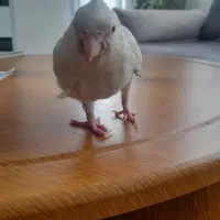 عروس هلندی البینو