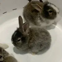 دو عدد خرگوش