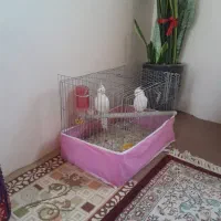 عروس البینونروماده