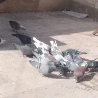 کفتر پلاکی و رنگی|پرنده|قم, باغ شریفی|دیوار