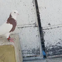 طوق سرخ بزن