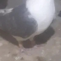 سرحال|پرنده|شاهرود, |دیوار