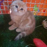 فروش  گربه اسکاتیش