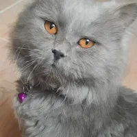 گربه|گربه|بم, |دیوار