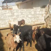 تکه پاکستانی اصل