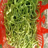 لوبیا سبز و فلفل تند